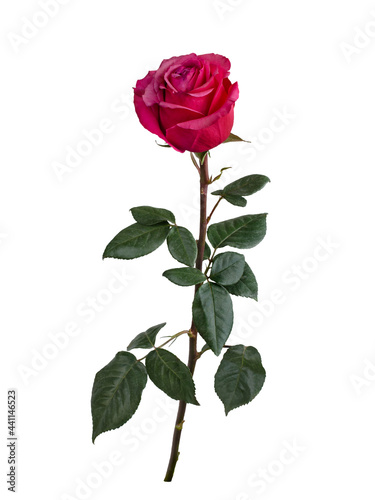 Fototapeta Naklejka Na Ścianę i Meble -  Pink rose with green leaves isolated on white background