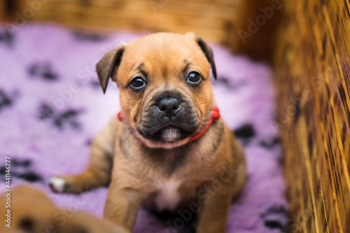 Staffordshire bull terrier, wonderful puppies from professional breeding of purebred dogs in Poland.