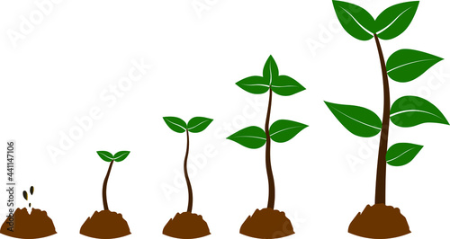 Phases growth tree. Phases plant growth with green leaf vector isolated on white background,plant growing in soil