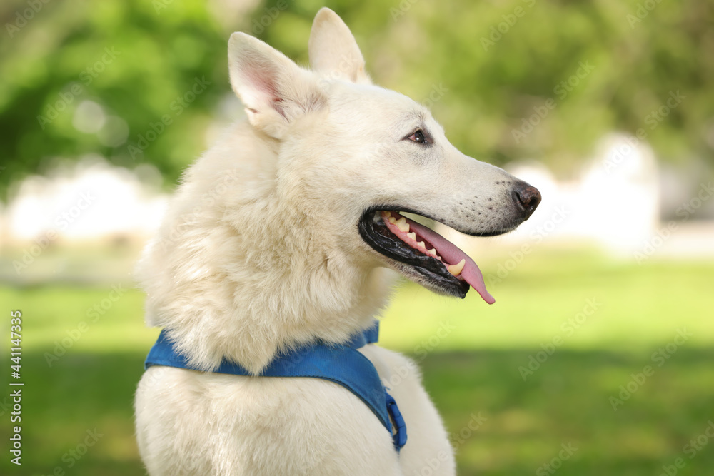 Cute white Swiss Shepherd dog in park Cute white Swiss Shepherd dog in park