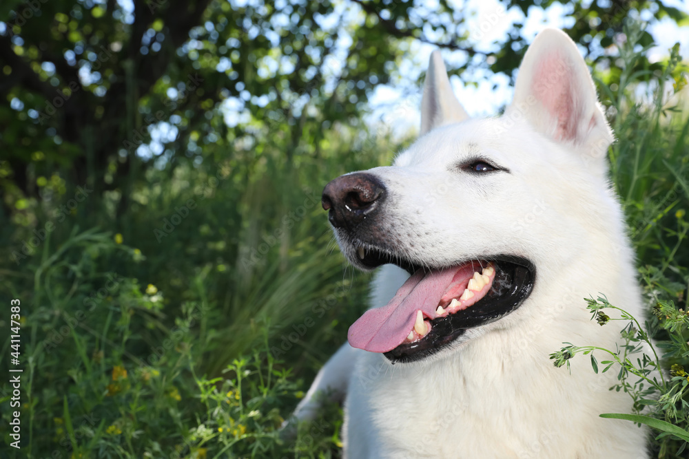 Cute white Swiss Shepherd dog in park. Space for text Cute white Swiss Shepherd dog in park. Space for text