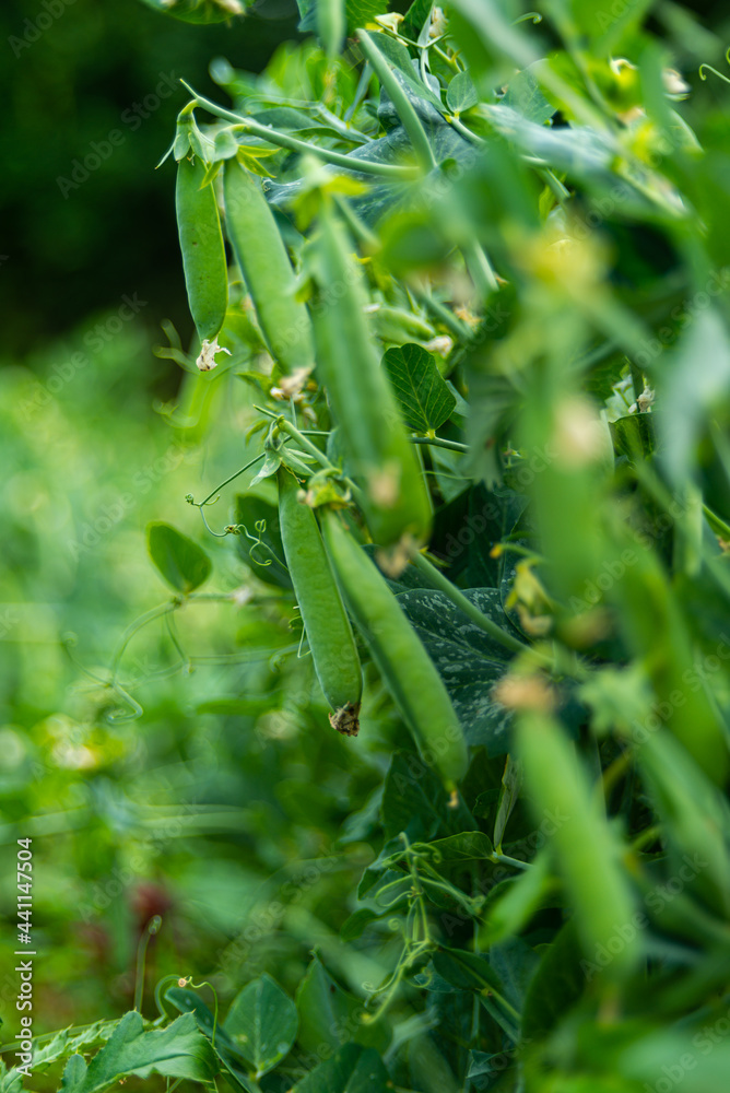 green fresh bio pea in garden green fresh bio pea in garden