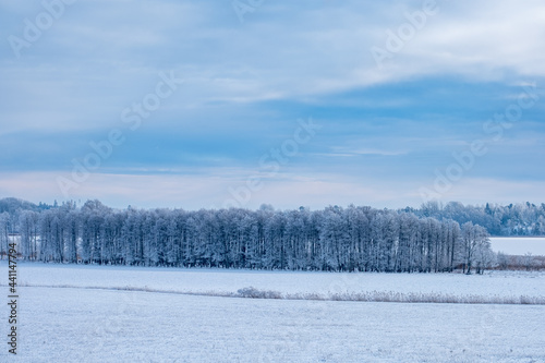 Wallpaper Mural wintertrees Torontodigital.ca