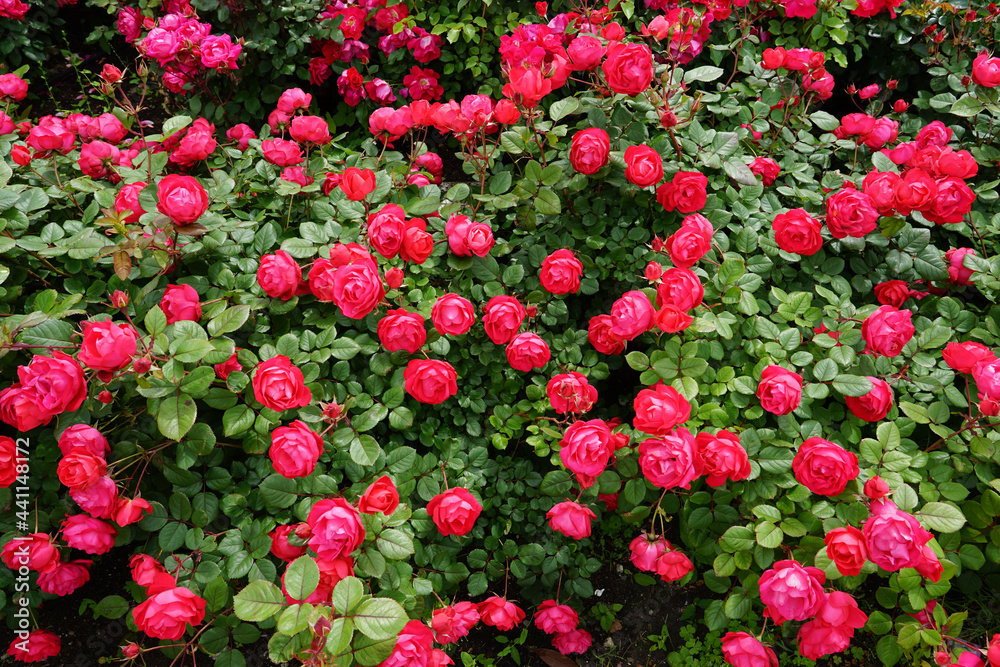 一面の赤いバラ　薔薇の花　背景素材　山下公園（横浜市）