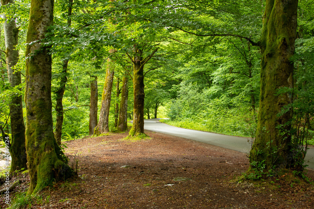 Fototapeta premium Green forest in early summer