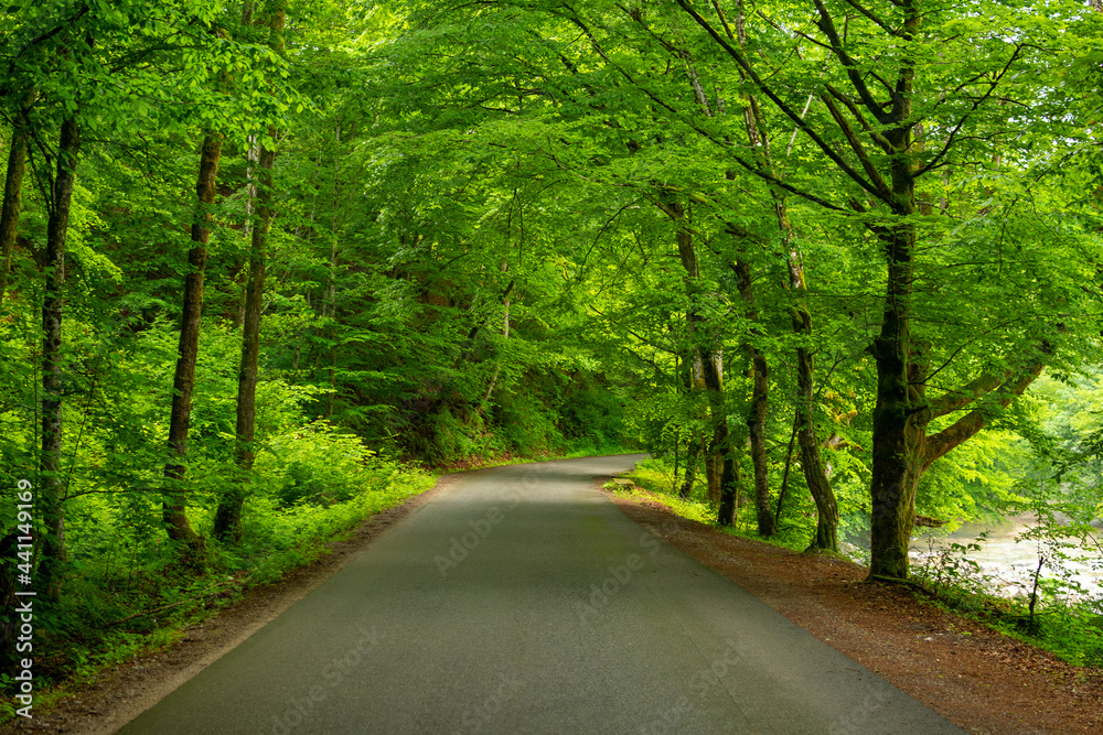 Obraz premium Green forest in early summer