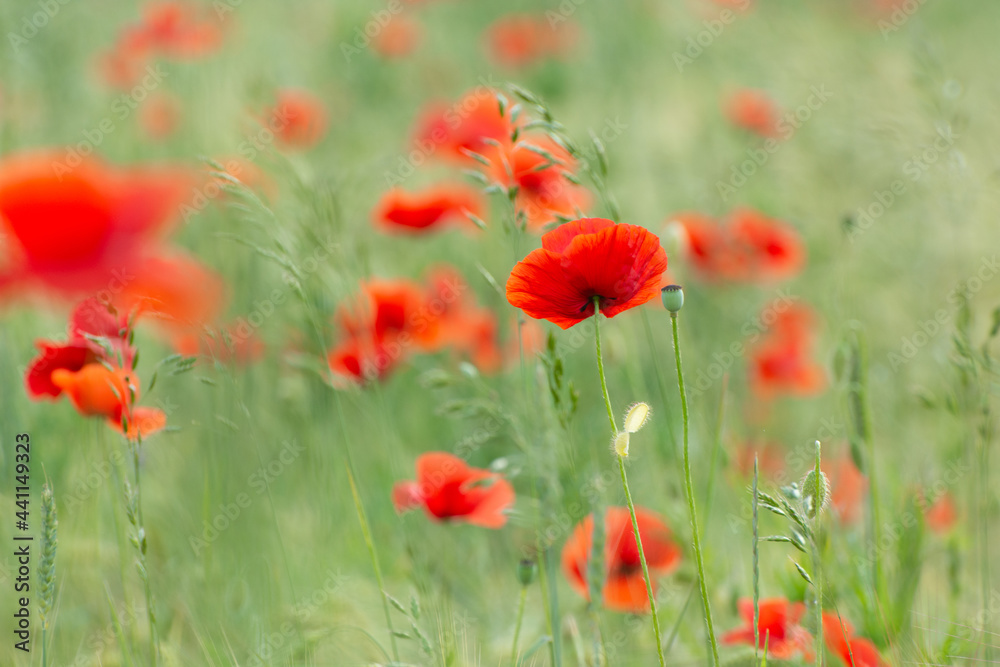 Fototapeta premium Poppy flower field at sunrise