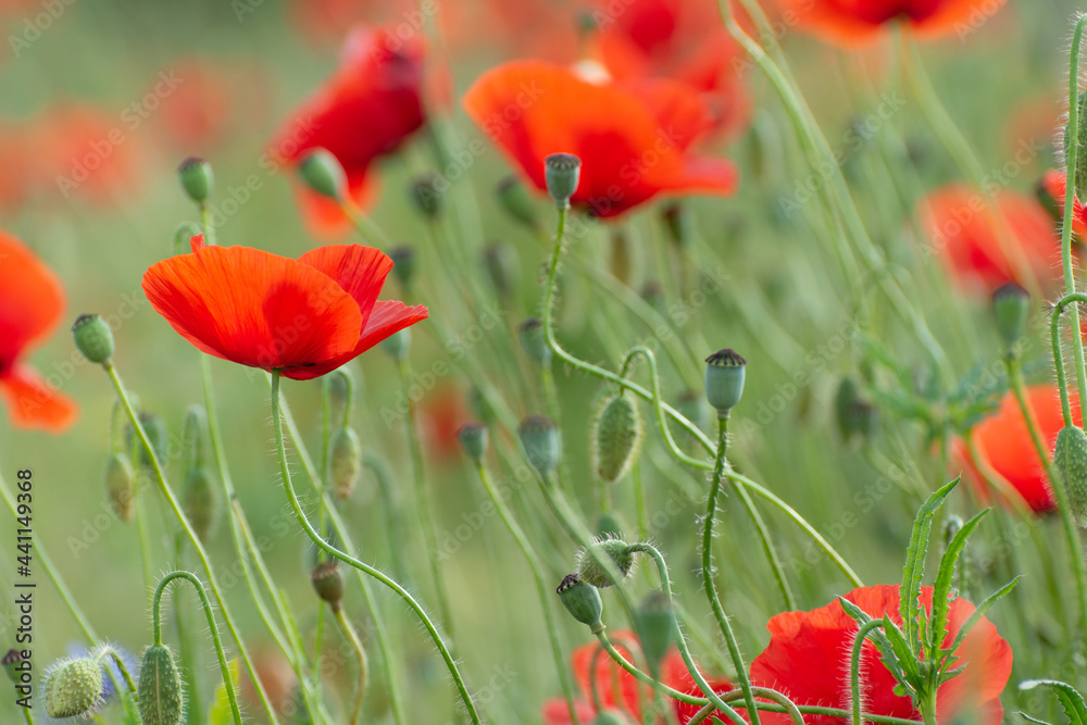 Naklejka premium Poppy flower field at sunrise