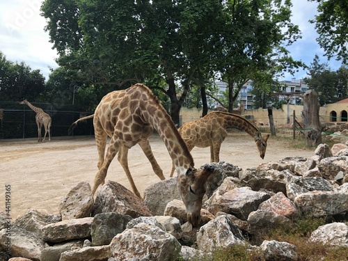 zoo, girafas  © Comprimido