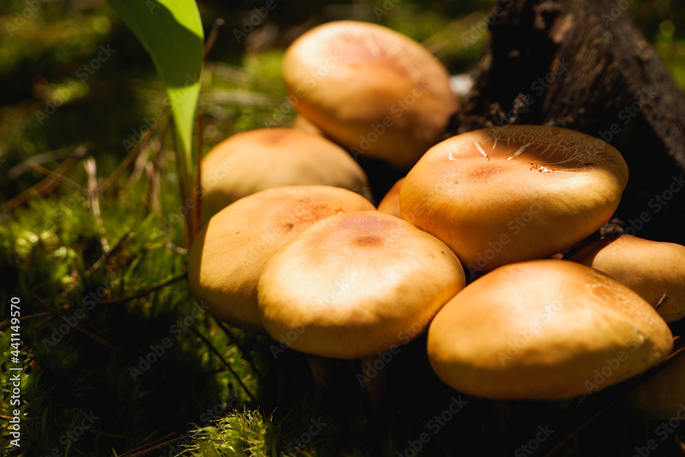 Yellow summer mushrooms in sunlight on a background of green moss and herbs. Natural background. Yellow summer mushrooms in sunlight on a background of green moss and herbs. Natural background.