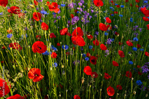 Luminous red poppy in a flower meadow. Natur background.
