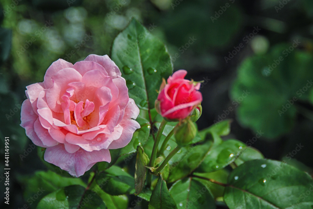 A big rose and a small one in a bud A big rose and a small one in a bud