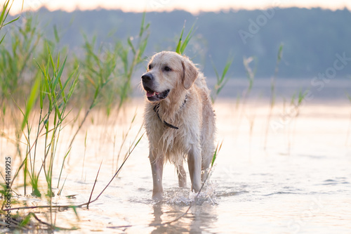 Golden Retriever dog playing in the Mediterranean sea. Happy puppy enjoying the game with his owner. Friendly dog stock image.