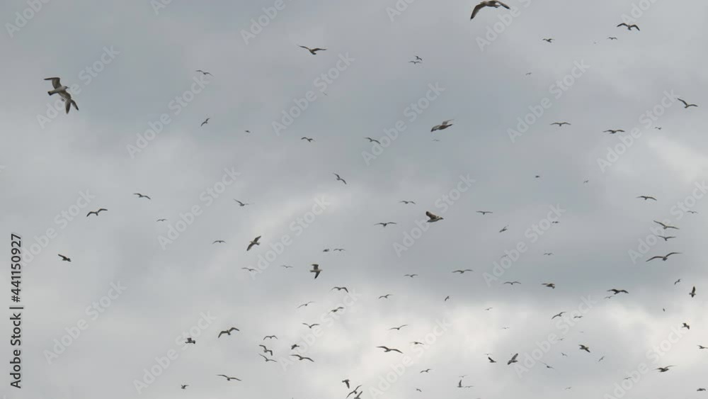Seagulls whirl against the background of the cloudy sky.