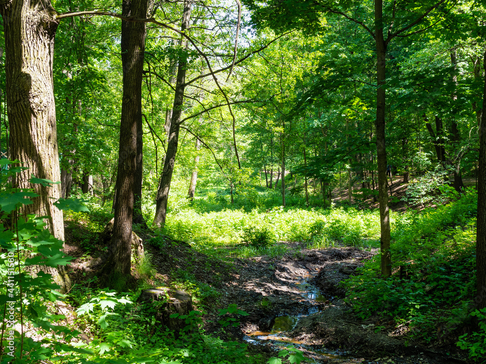 Obraz premium little stream in overgrown ravine in green city park on sunny summer day