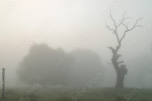 Summer landscape of Breite Oak Reserve  Romania. Secular oak forest near Sighisoara 