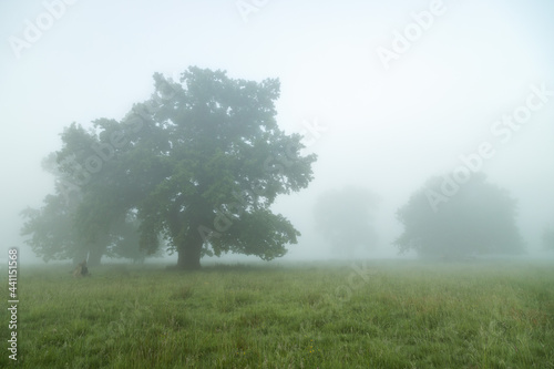 Summer landscape of Breite Oak Reserve, Romania. Secular oak forest near Sighisoara 
