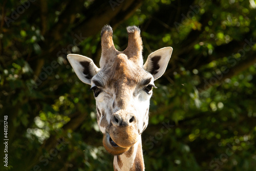 Rothschild's giraffe (Giraffa camelopardalis rothschildi) a single adult Rothschild's giraffe with a natural background © Ian