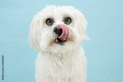 Portrait maltese dog licking its lips. Isolated on blue colored background photo