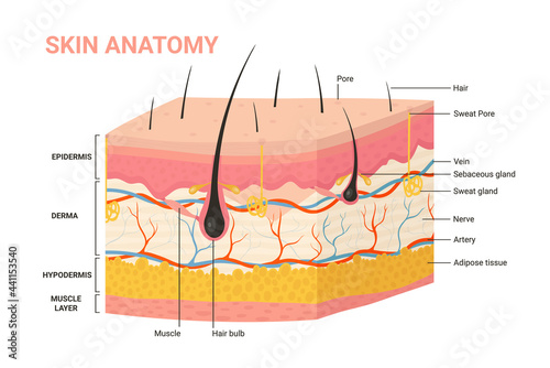 Skin layers, structure anatomy diagram vector illustration. Cartoon human skin infographic anatomical education background, epidermis with hair follicle, layered hypodermis and dermis, sweat pore photo
