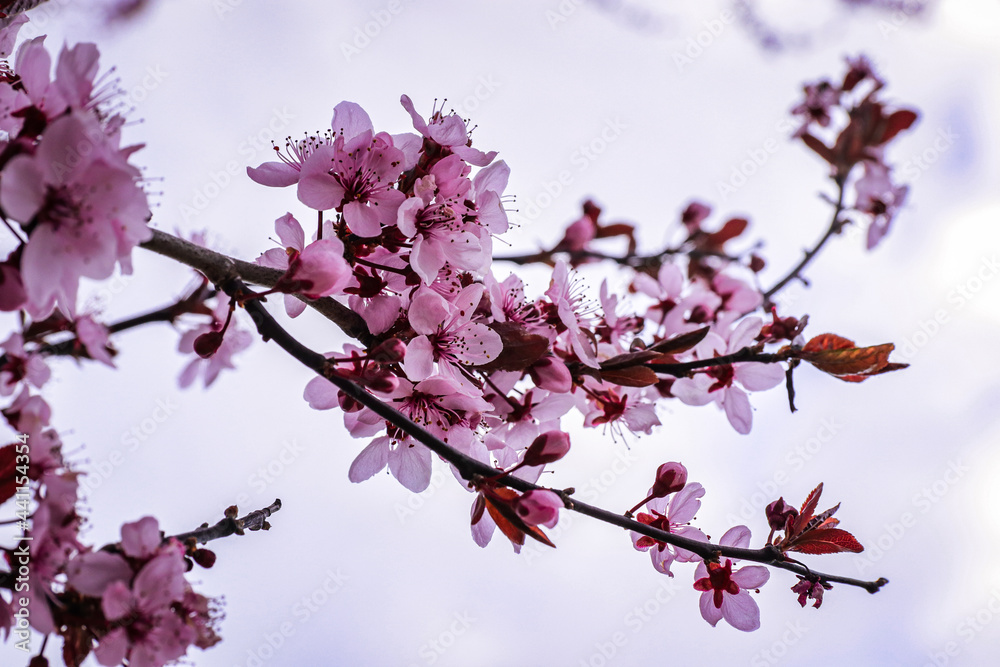 view of cherry blossoms in spring view of cherry blossoms in spring