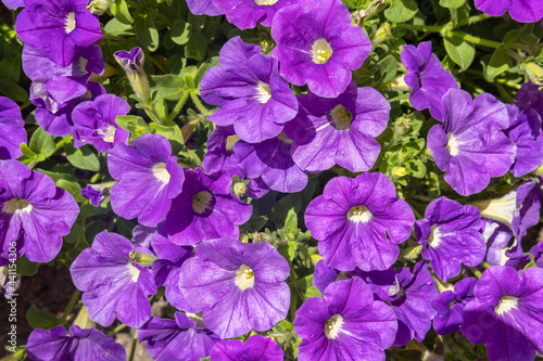 Close-up of a pink Petunia plant, Petunia violacea Lindl