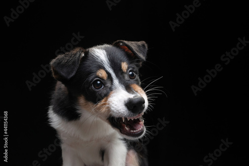 Fototapeta Naklejka Na Ścianę i Meble -  funny border collie puppy. The dog is grinning, playing