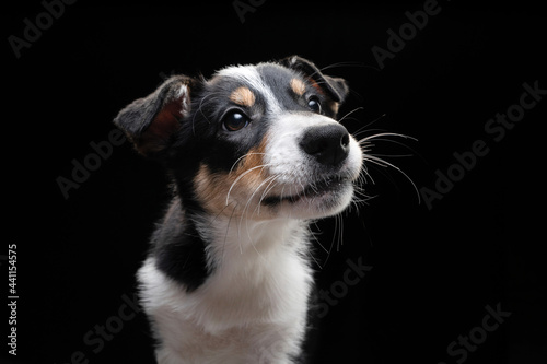 funny border collie puppy. The dog portrait