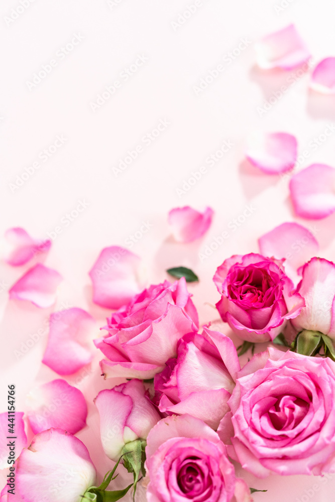 Obraz premium Pink roses
