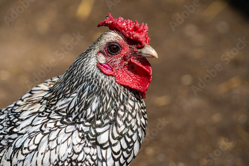 Male Sebright English Bantum Low Level Macro Close up View of head and shoulders