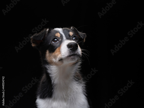 funny border collie puppy. The dog portrait
