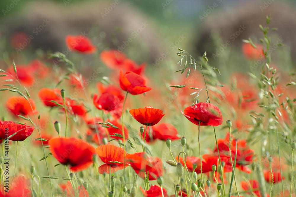 Poppy flower field at sunrise Poppy flower field at sunrise