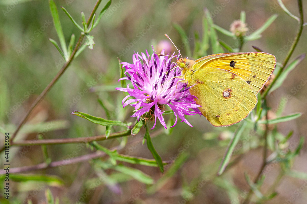 Clouded Yellow (Colias croceus) butterfly perched feeding on purple flower. Clouded Yellow (Colias croceus) butterfly perched feeding on purple flower.
