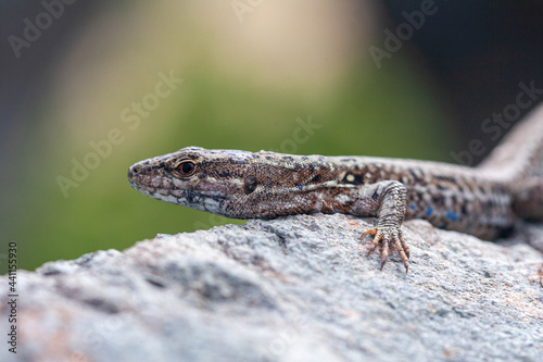 Common Wall Lizard, head close up