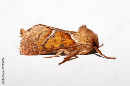 Orange Swift moth, isolated on a clean white background