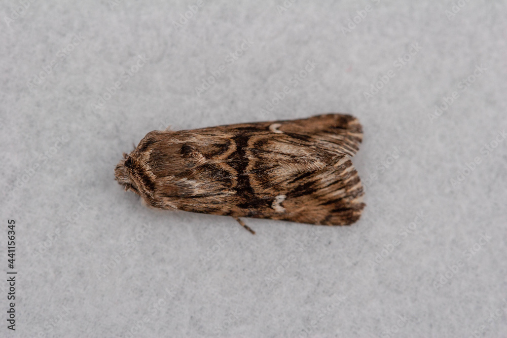 Toadflax Brocade moth, isolated on a pale background. Toadflax Brocade moth, isolated on a pale background.