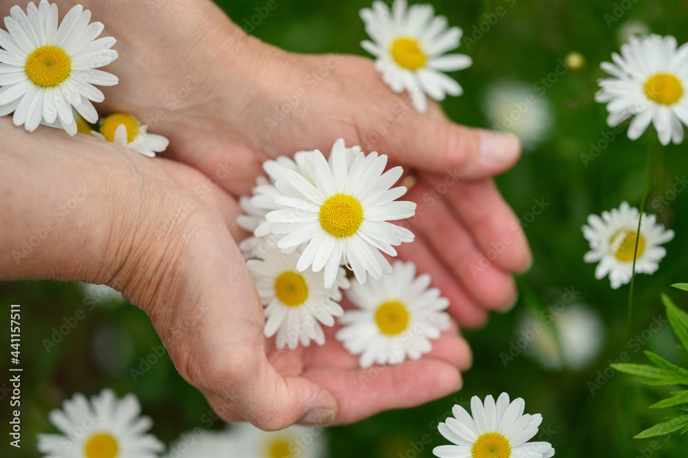 Camomile in the hands of aged women. Skin care concept. Camomile in the hands of aged women. Skin care concept.