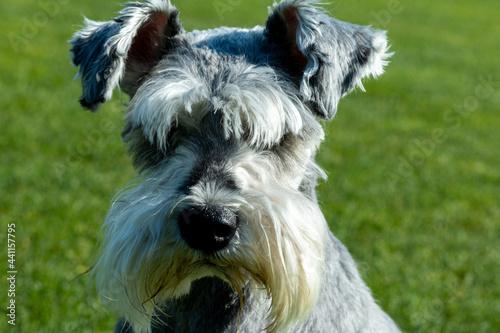 Portrait of a Schnauzer Dog with green grass background