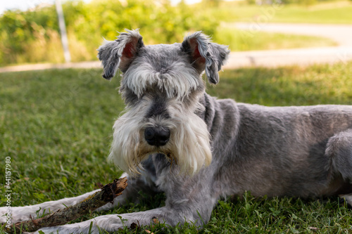 Portrait of a Schnauzer Dog with green grass background laying on the ground 