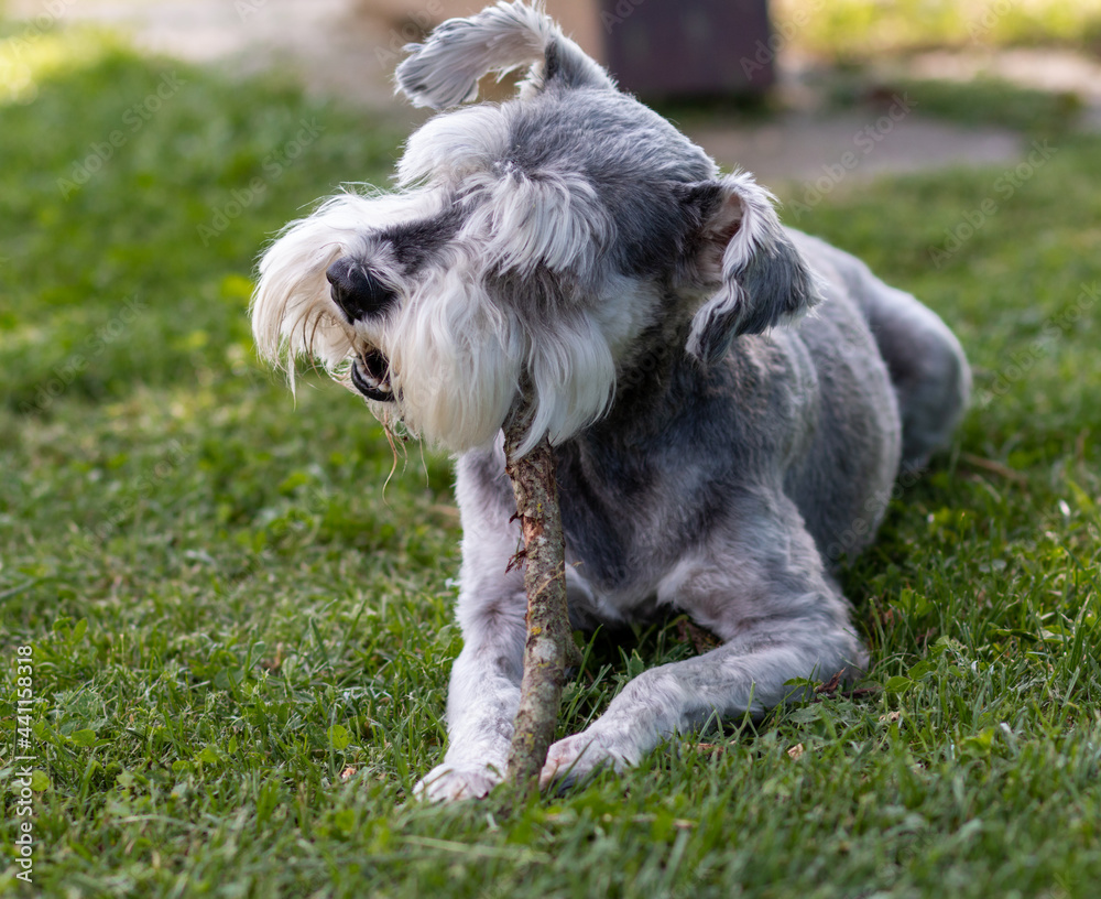 Portrait of a Schnauzer Dog with green grass background laying on the ground chewing a stick Portrait of a Schnauzer Dog with green grass background laying on the ground chewing a stick