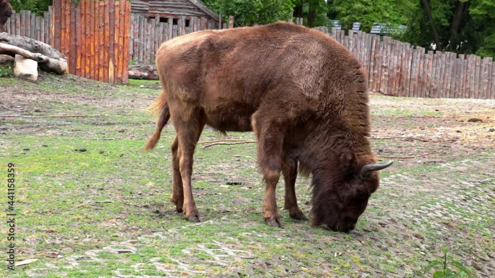 Close-up of a large bison eating grass Close-up of a large bison eating grass