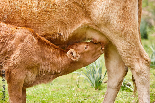 Fotografie Unweaned calf suckling from his mother. Bovine cattle