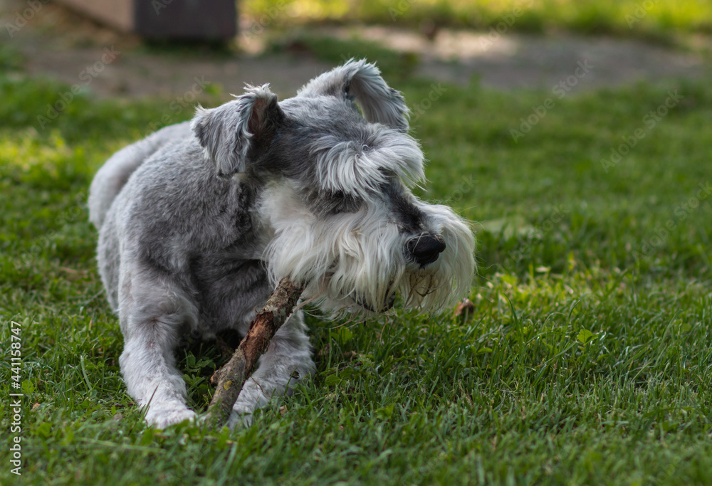 Portrait of a Schnauzer Dog with green grass background laying on the ground chewing a stick Portrait of a Schnauzer Dog with green grass background laying on the ground chewing a stick