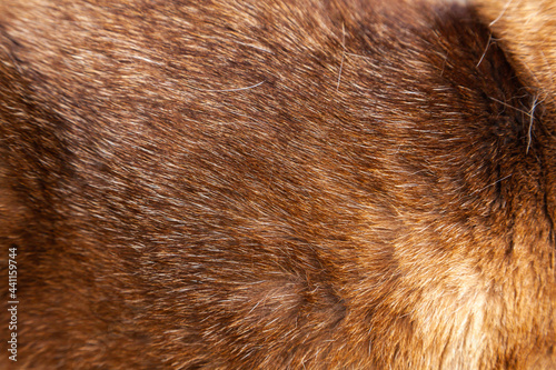 Fur texture of a fluffy Siamese cat, close-up. © Сергей Жмурчак