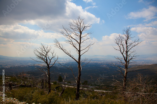 Greece Athens Penteli mountain,burned trees in forest