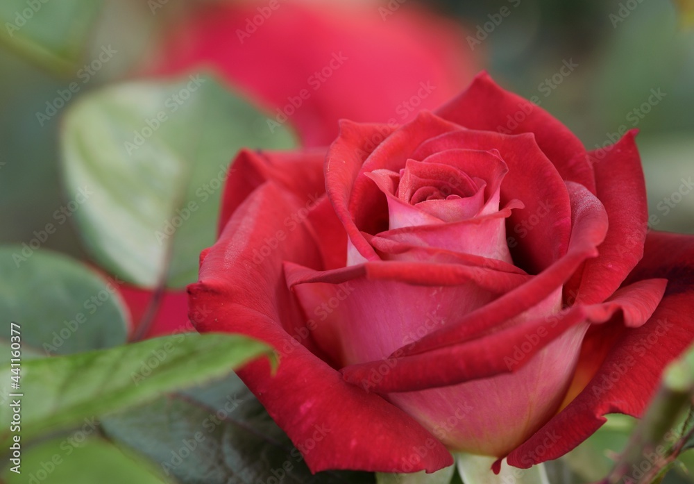 Red rose flower bud closeup blooming in summer garden. Red rose flower bud closeup blooming in summer garden.