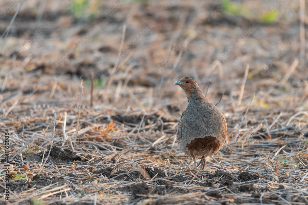 Portrait of Grey Partridge, perdix perdix, hunting bird Portrait of Grey Partridge, perdix perdix, hunting bird