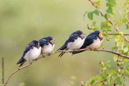 Barn Swallow Hirundo rustica youngsters sitting and waiting for food