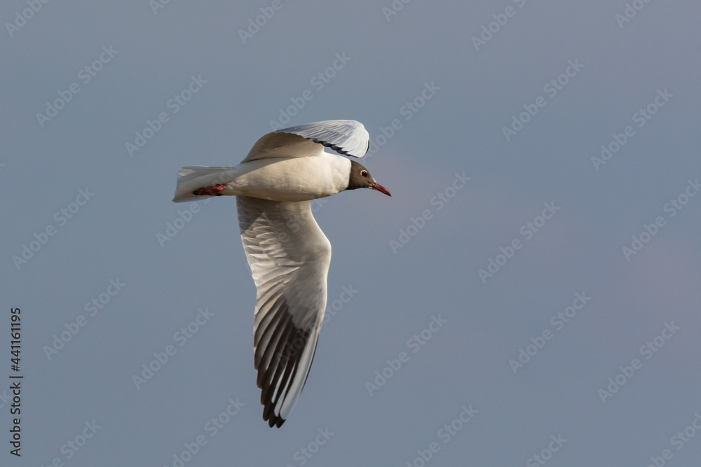 Black-headed gull Larus ridibundus in flight against the sky, Flying gull