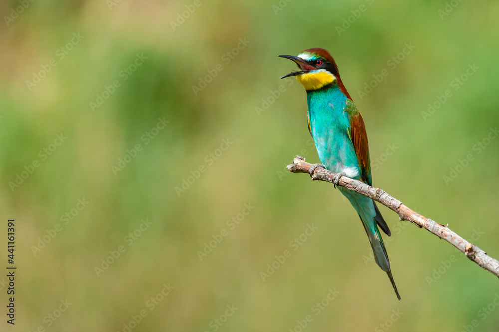 European bee-eater Merops Apiaster in the wild, with an open beak European bee-eater Merops Apiaster in the wild, with an open beak
